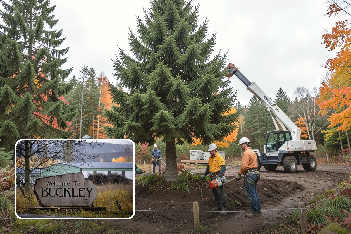Deadwood removal in Buckley, Pierce County, WA - Improves tree structure, health, and appearance