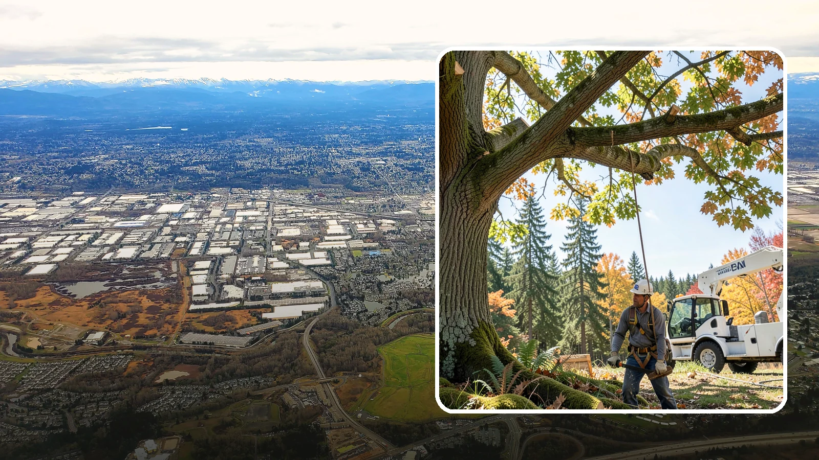 Deadwood removal in Kent, King County, WA - The removal of dead branches from the canopy.