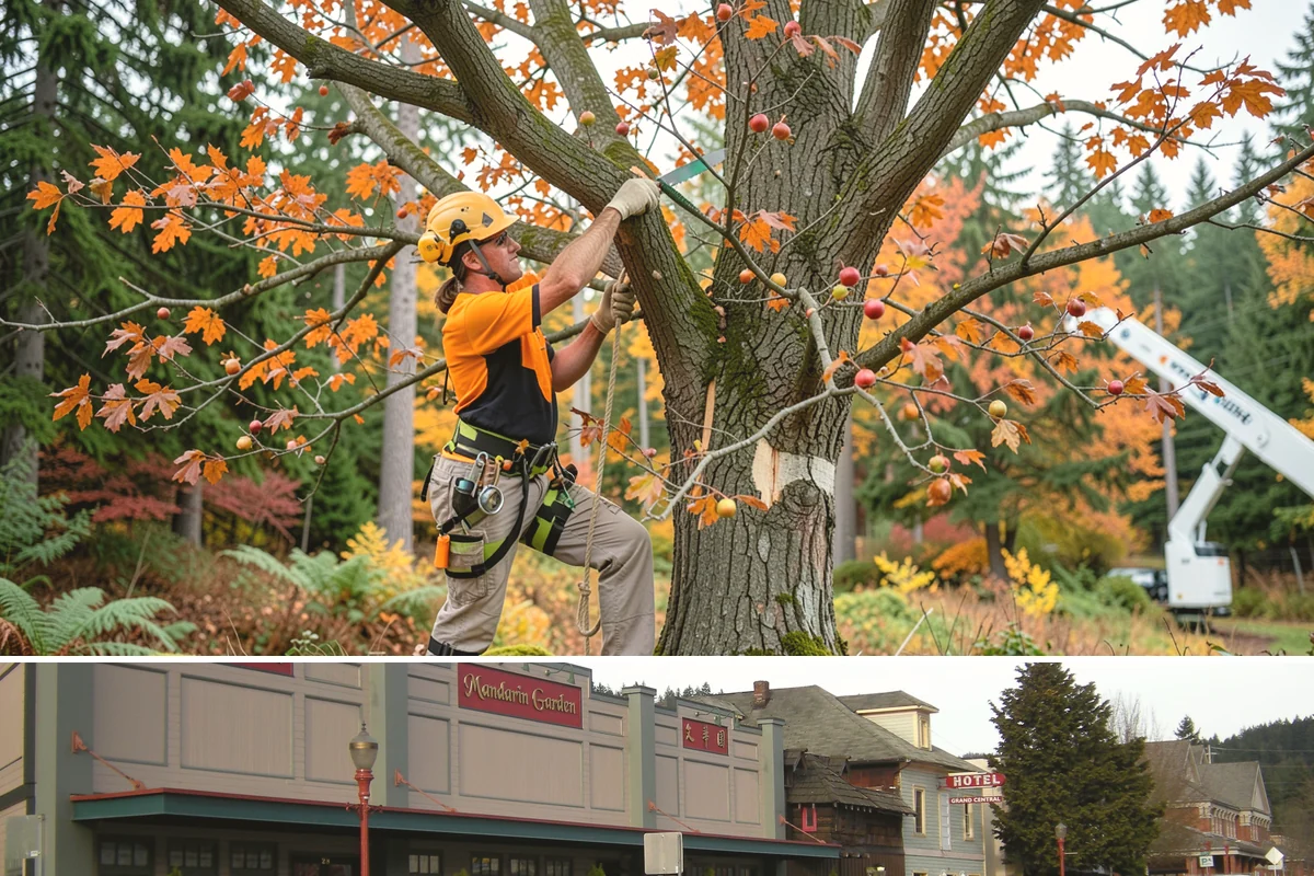Driveway clearance pruning in Issaquah, King County, WA - Work follows recognized arboricultural standards matched to the specific season required for each tree species in the Puget Sound...