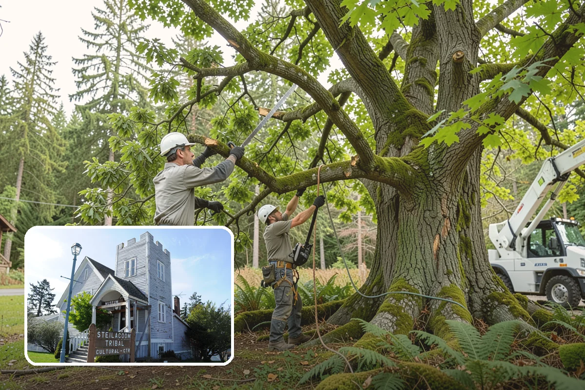 Drone tree inspections in Steilacoom, Pierce County, WA - Provides expert, objective guidance