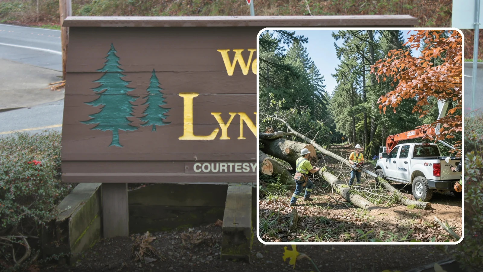 Fallen tree removal in Lynnwood, Snohomish County, WA - The cleanup and removal of trees that have already fallen.