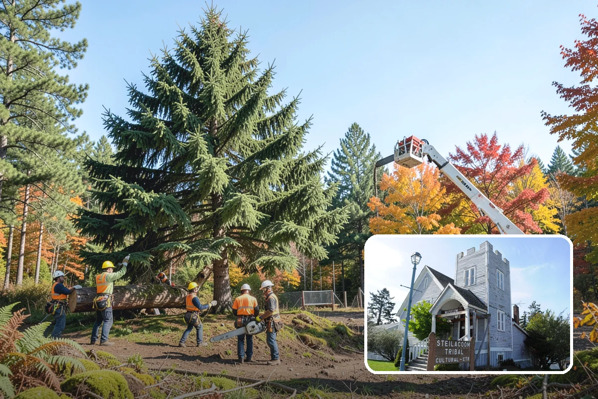 Hazardous tree removal in Steilacoom, Pierce County, WA - Removes safety hazards and reduces liability