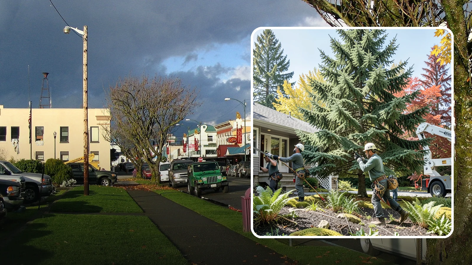 HOA tree management in Arlington, Snohomish County, WA - Coordinated tree management for homeowner associations.