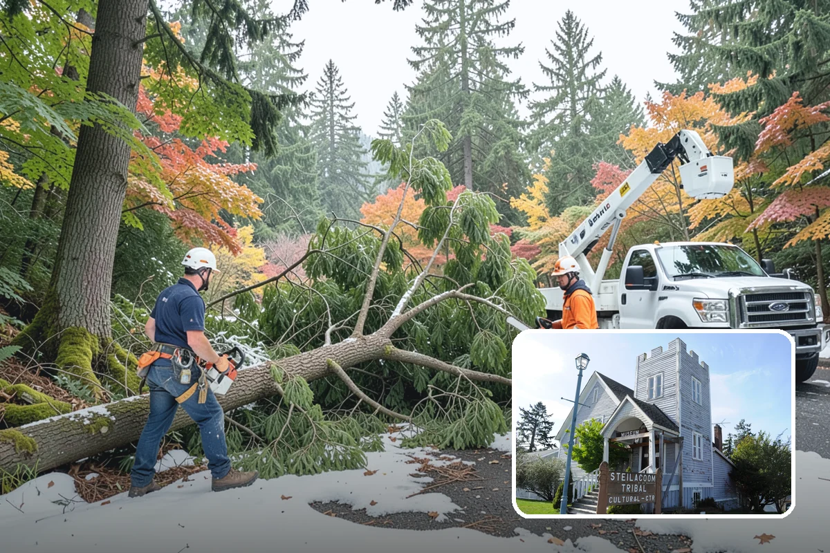 Insect diagnosis in Steilacoom, Pierce County, WA - Supports long-term tree health and stability