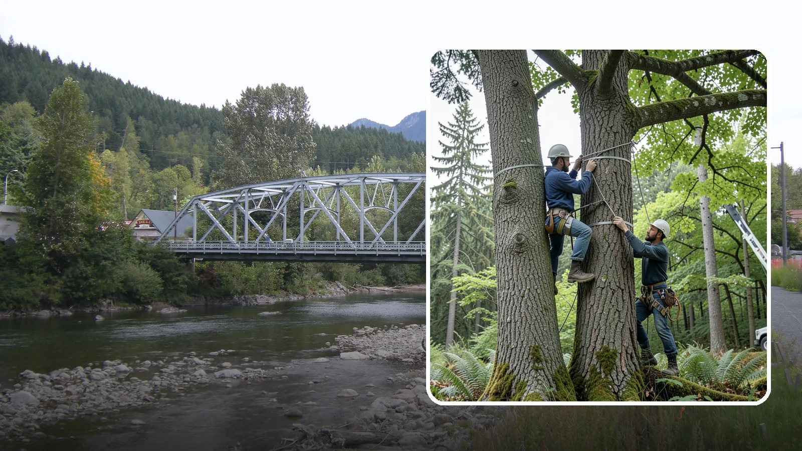 Limb support systems in Skykomish, King County, WA - Support hardware installed to reduce the risk of limb failure.
