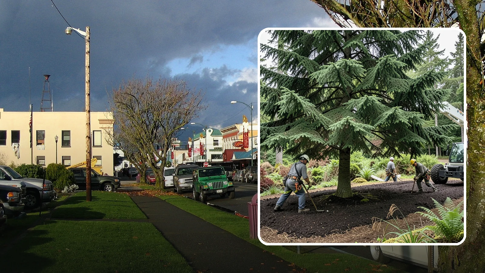 Mulching in Arlington, Snohomish County, WA - The application of mulch over the root zone.