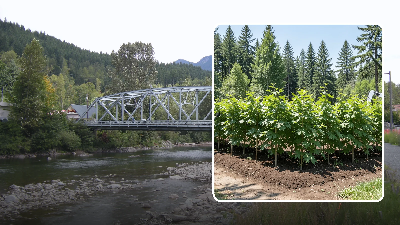 Privacy screen planting in Skykomish, King County, WA - The planting of trees to form a living screen.
