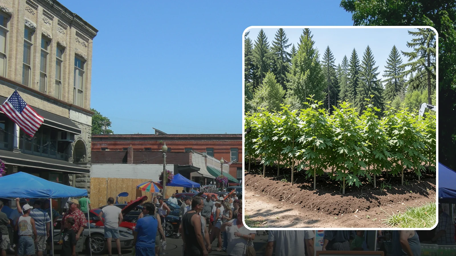 Privacy screen planting in Snohomish, Snohomish County, WA - The planting of trees to form a living screen.