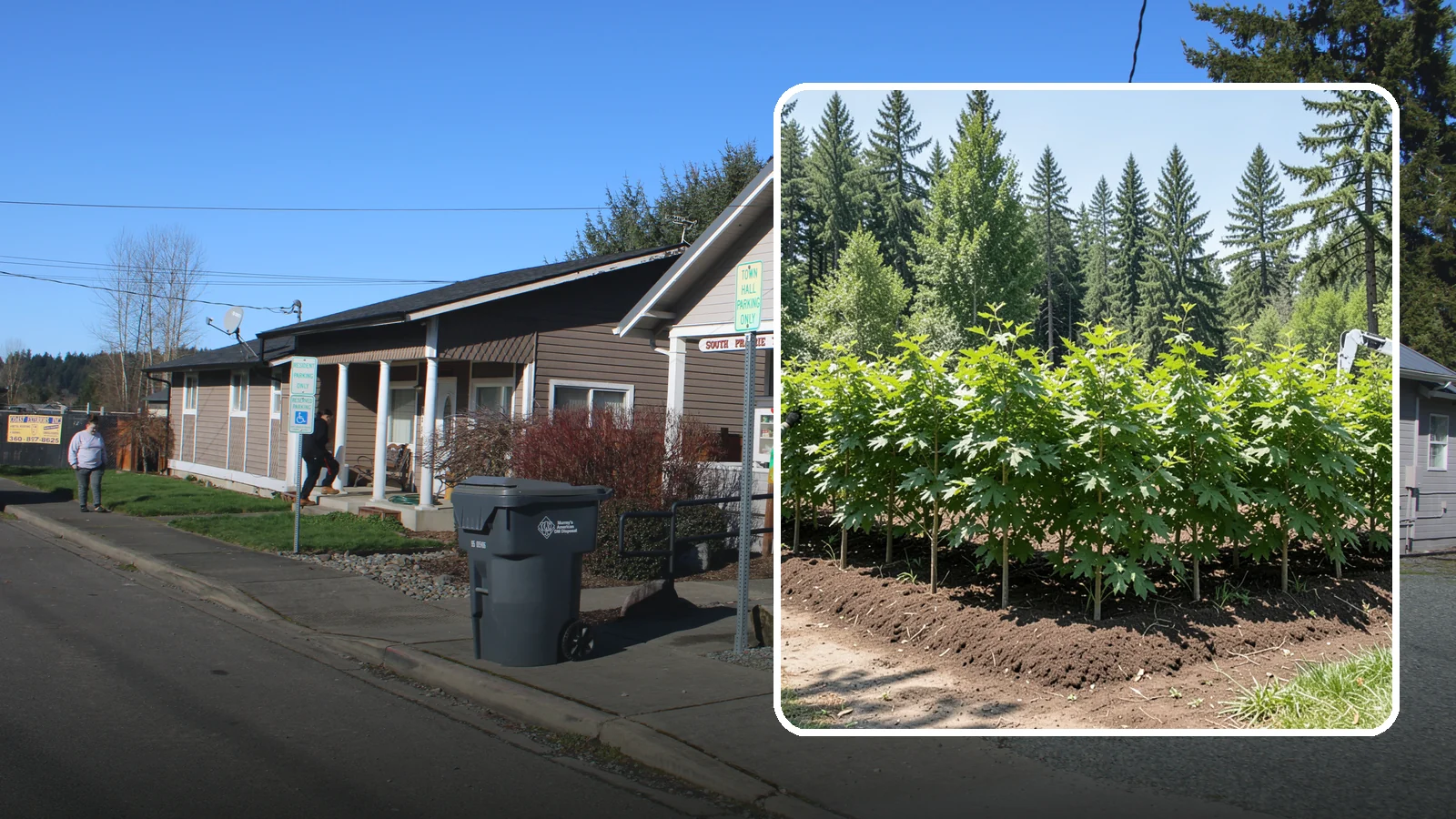 Privacy screen planting in South Prairie, Pierce County, WA - The planting of trees to form a living screen.