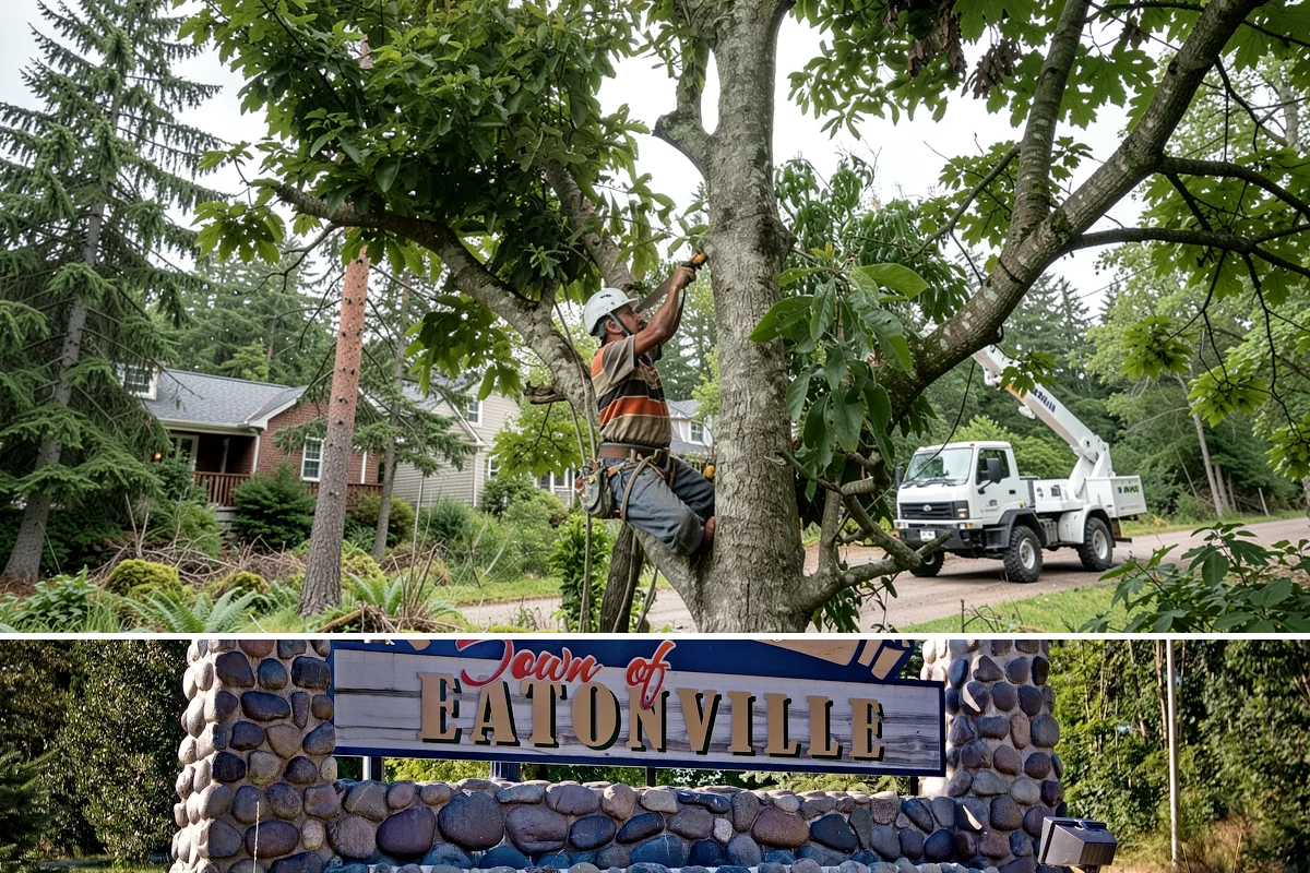Root removal in Eatonville, Pierce County, WA - Work can generally proceed year-round in the Puget Sound climate but may be delayed during heavy rainfall that creates muddy...