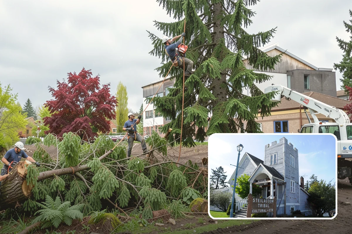 Stump grinding in Steilacoom, Pierce County, WA - Removes tripping hazards and obstructions