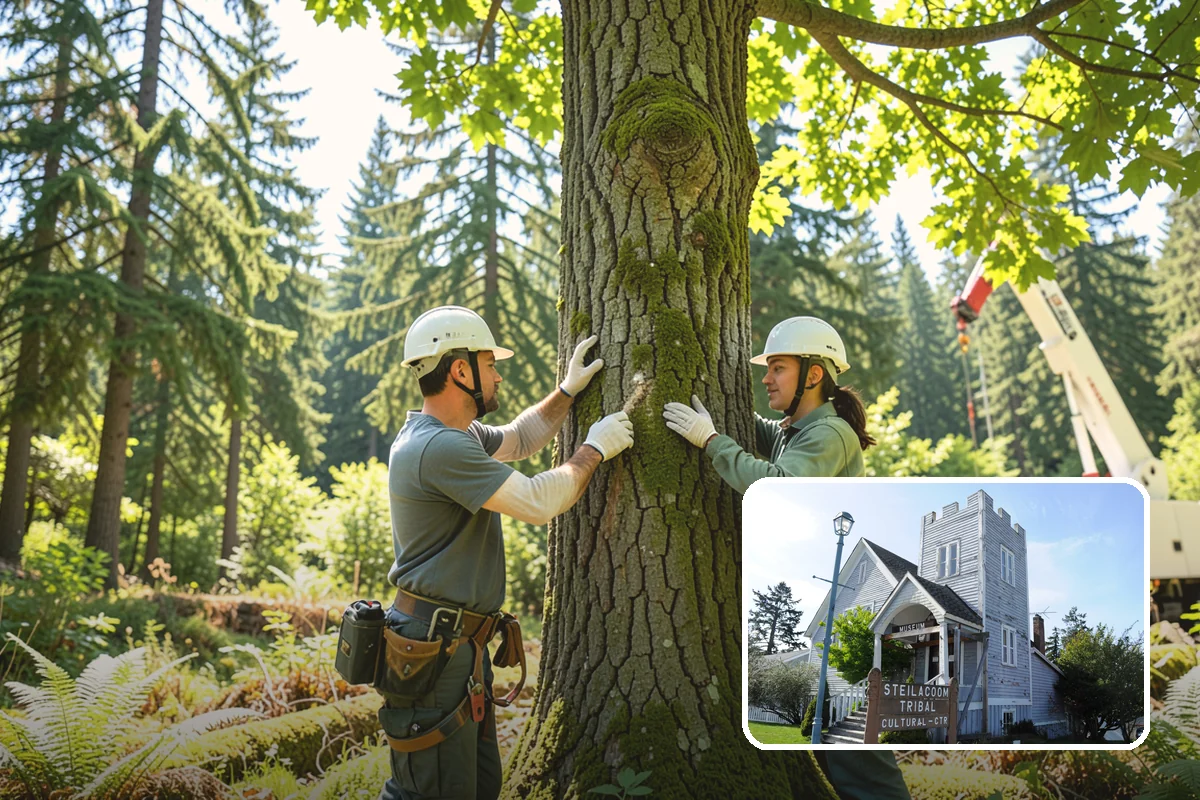 Surface root grinding in Steilacoom, Pierce County, WA - Removes tripping hazards and obstructions