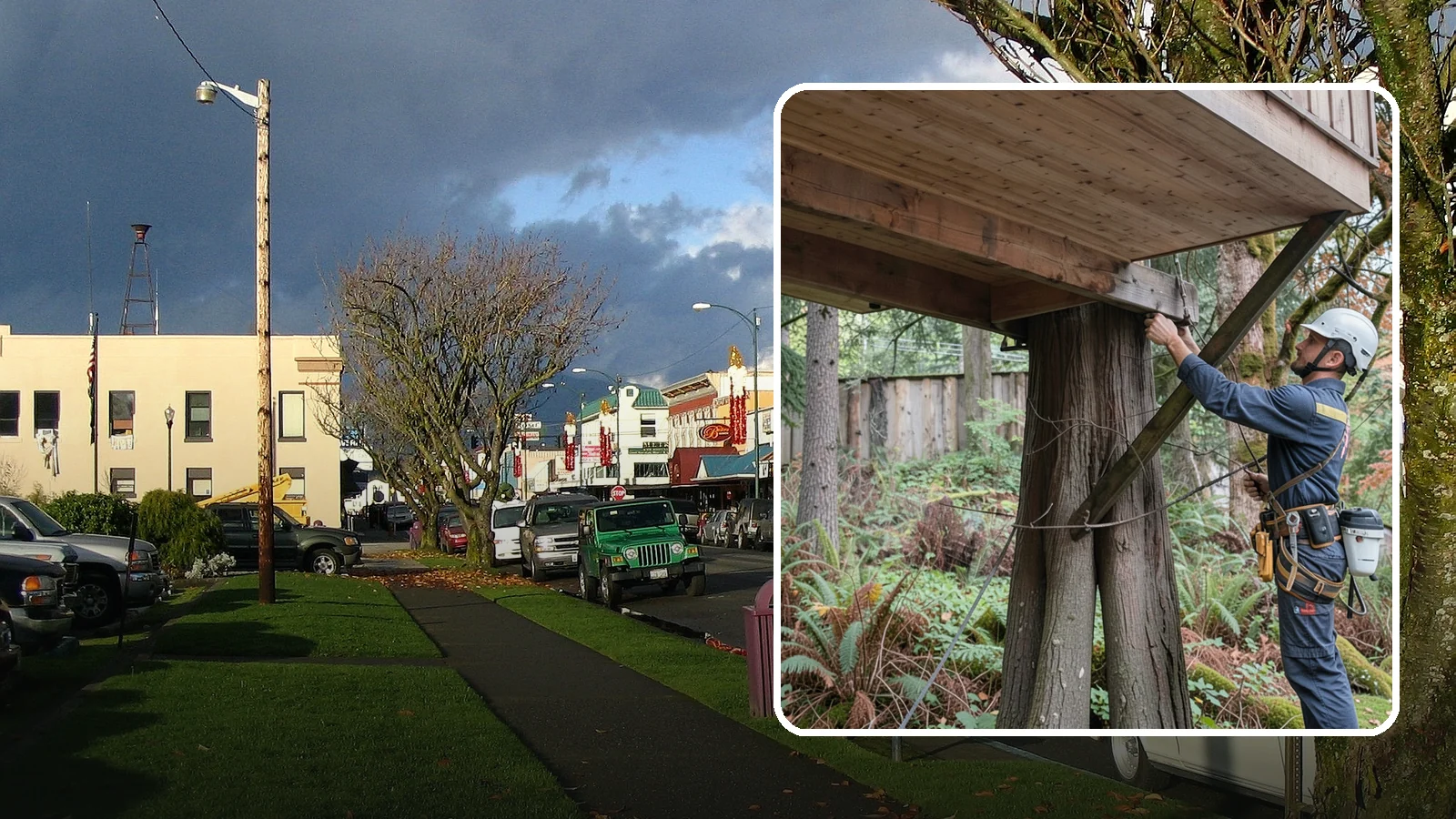 Tree bracing in Arlington, Snohomish County, WA - The installation of rods to reinforce splits or weak unions.