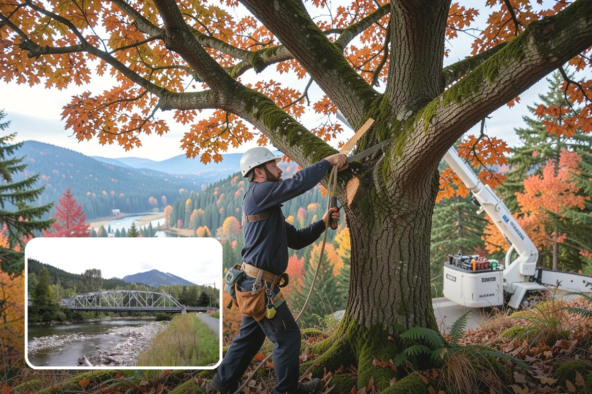 Tree Inspections in Skykomish, King County, WA - Supports long-term tree health and stability