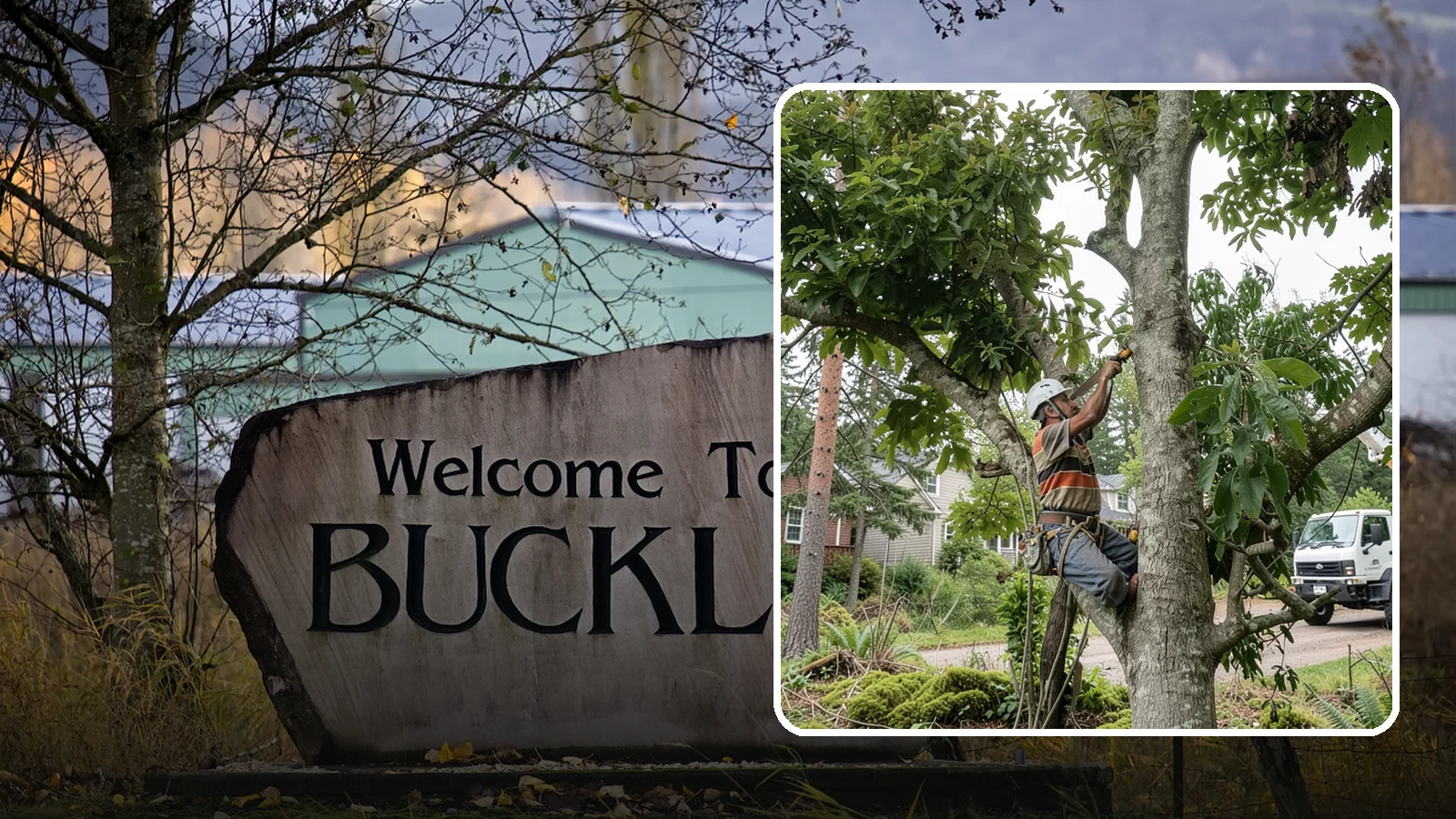 Tree Pruning in Buckley, Pierce County, WA - The removal of specific branches to improve a tree's structure, health, and safety.