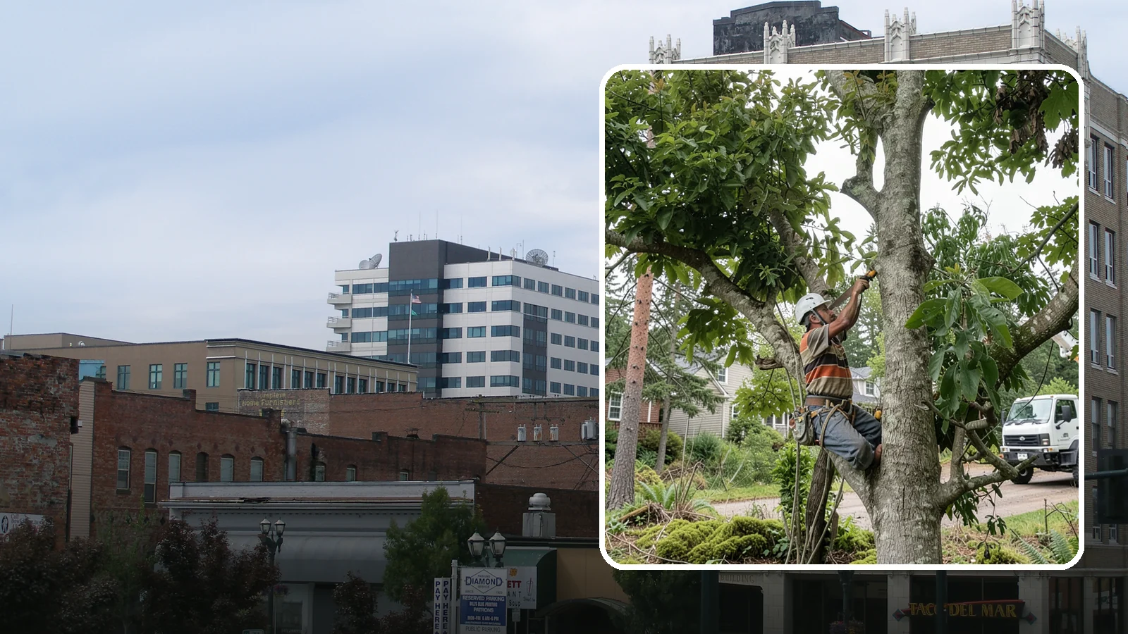 Tree Pruning in Everett, Snohomish County, WA - The removal of specific branches to improve a tree's structure, health, and safety.