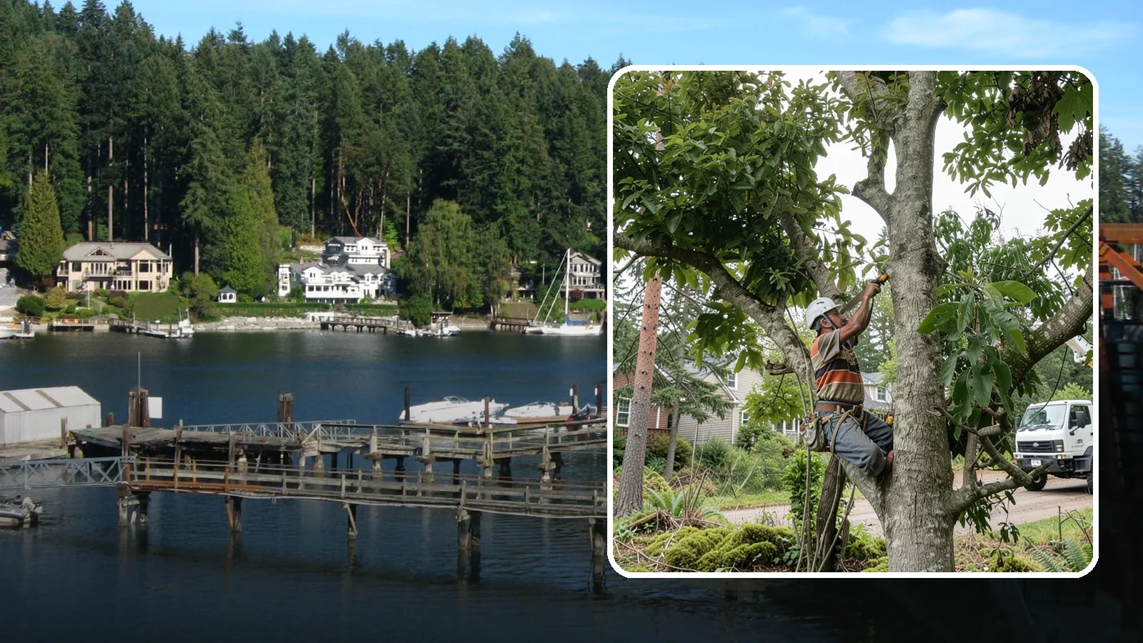 Tree Pruning in Gig Harbor, Pierce County, WA - The removal of specific branches to improve a tree's structure, health, and safety.