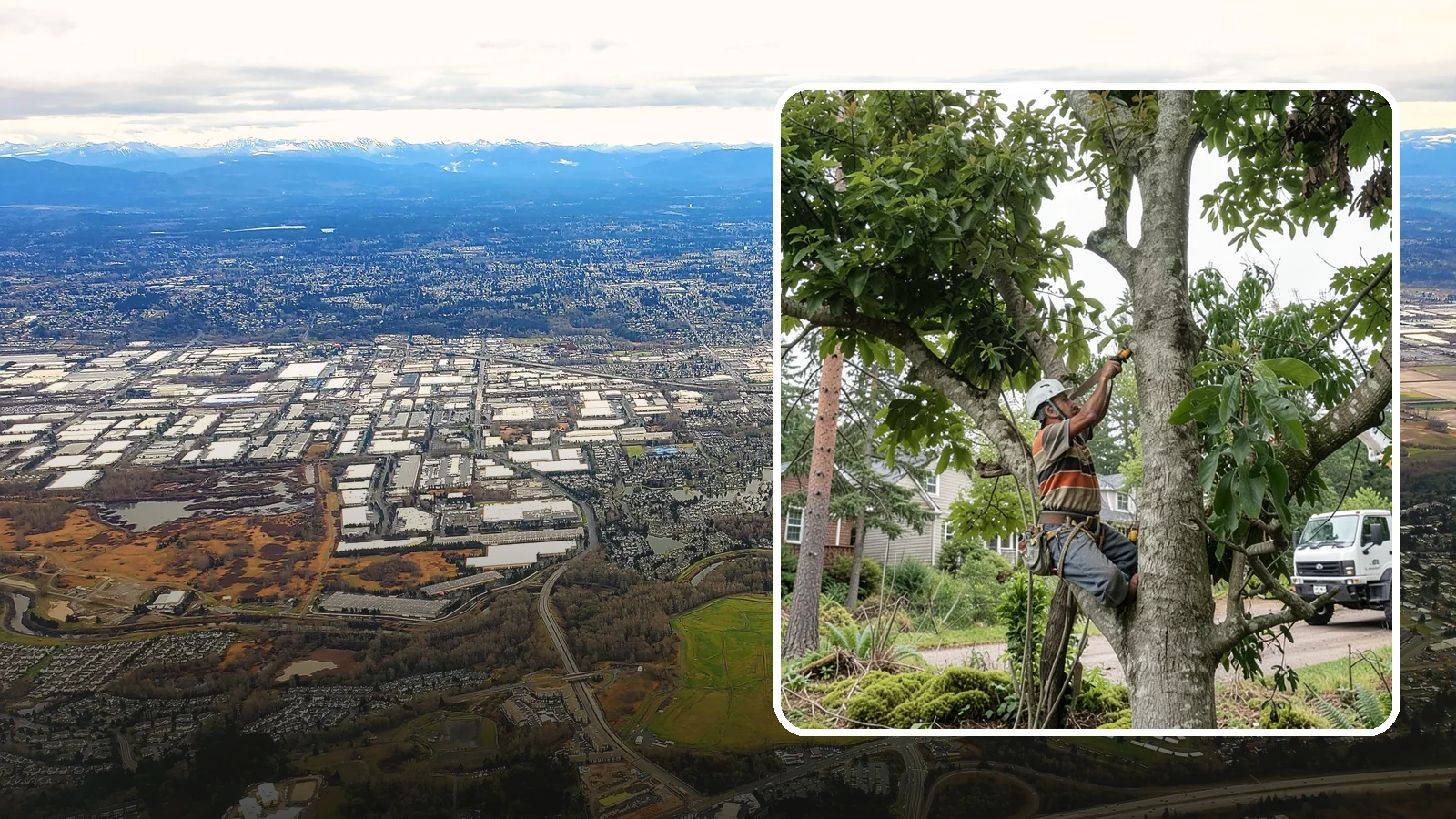 Tree Pruning in Kent, King County, WA - The removal of specific branches to improve a tree's structure, health, and safety.