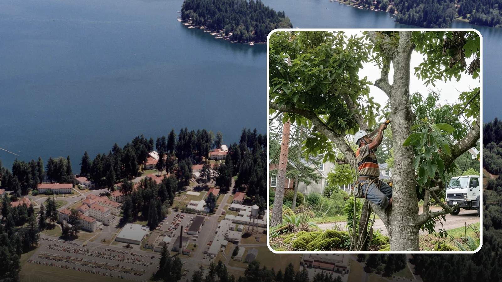 Tree Pruning in Lakewood, Pierce County, WA - The removal of specific branches to improve a tree's structure, health, and safety.