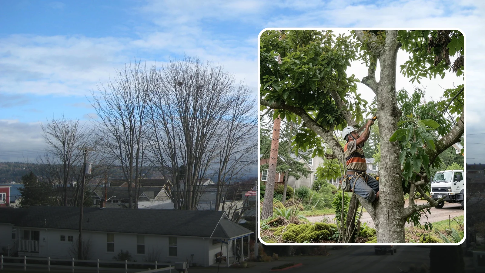 Tree Pruning in Langley, Island County, WA - The removal of specific branches to improve a tree's structure, health, and safety.