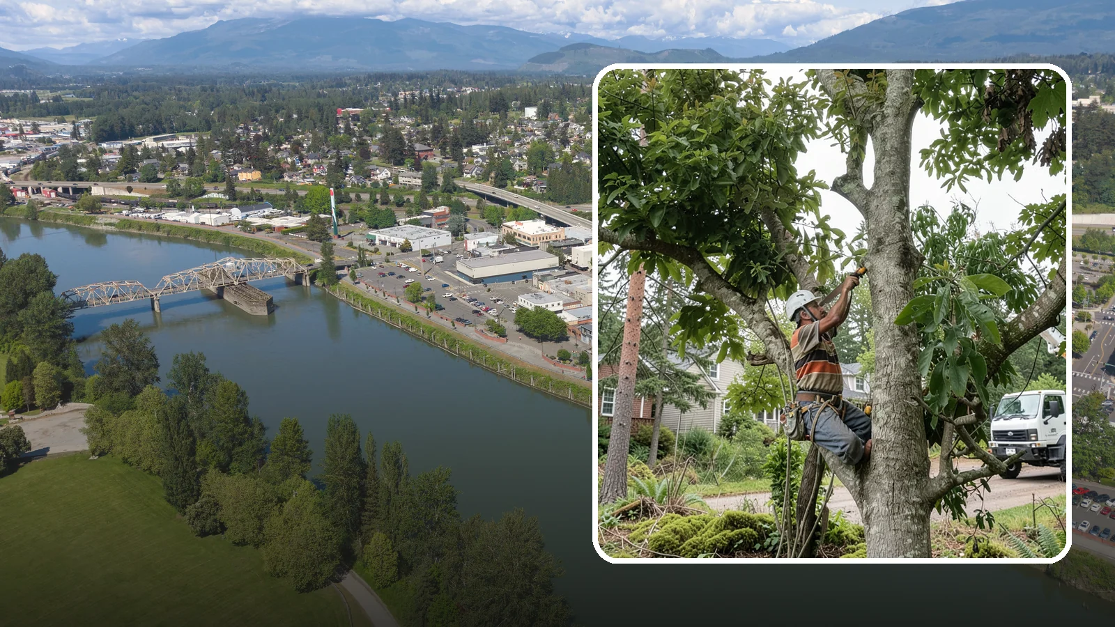 Tree Pruning in Mount Vernon, Skagit County, WA - The removal of specific branches to improve a tree's structure, health, and safety.