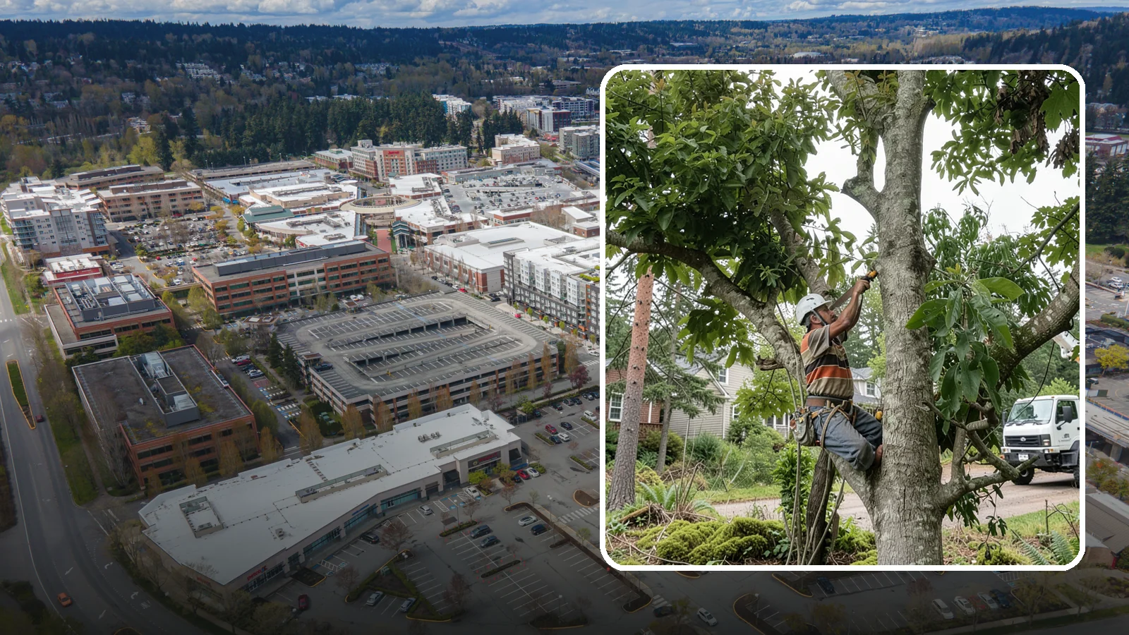 Tree Pruning in Redmond, King County, WA - The removal of specific branches to improve a tree's structure, health, and safety.