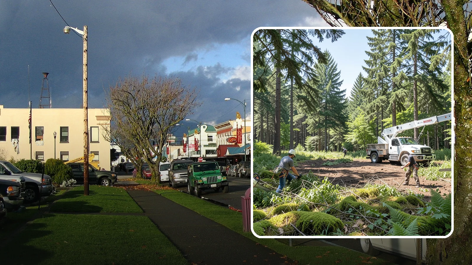 Underbrush clearing in Arlington, Snohomish County, WA - The clearing of understory growth beneath trees.