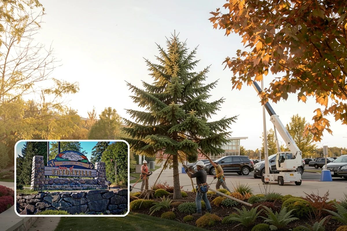 Underbrush clearing in Eatonville, Pierce County, WA - Improves access and usability of a site