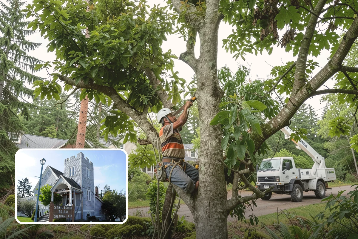 Vista pruning in Steilacoom, Pierce County, WA - Improves tree structure, health, and appearance
