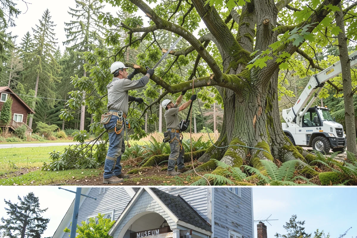 Weight reduction pruning in Steilacoom, Pierce County, WA - Work should be scheduled during dormant seasons to avoid interfering with flowering or fruiting cycles specific to local tree...